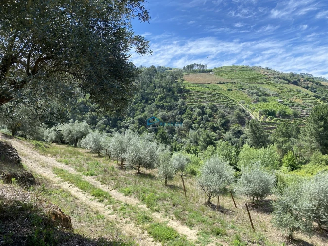 Terreno Agricola ou Rústico para Venda em Andrães Foto 12