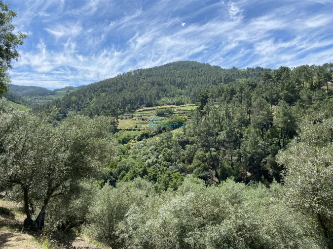 Terreno Agricola ou Rústico para Venda em Andrães Foto 70