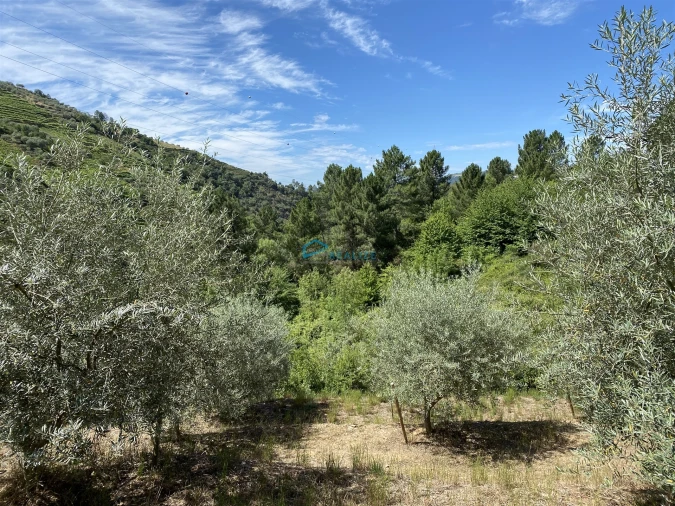Terreno Agricola ou Rústico para Venda em Andrães Foto 22