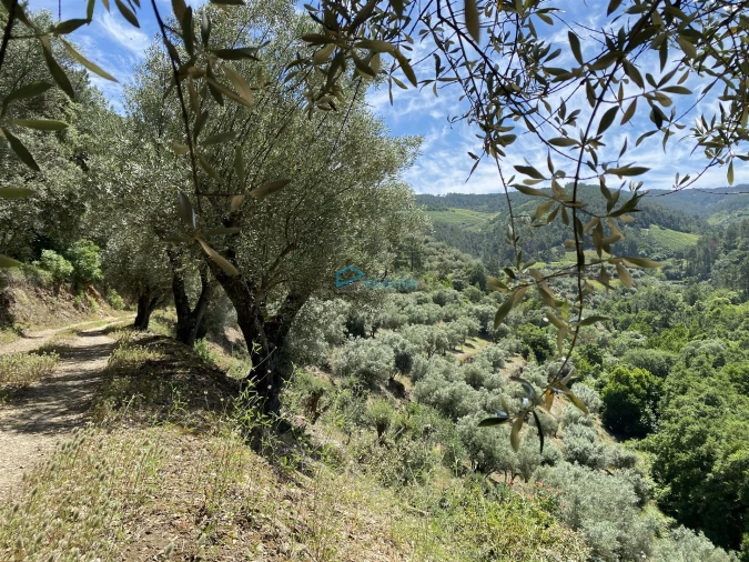Terreno Agricola ou Rústico para Venda em Andrães Foto 62