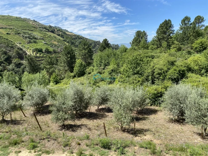 Terreno Agricola ou Rústico para Venda em Andrães Foto 19