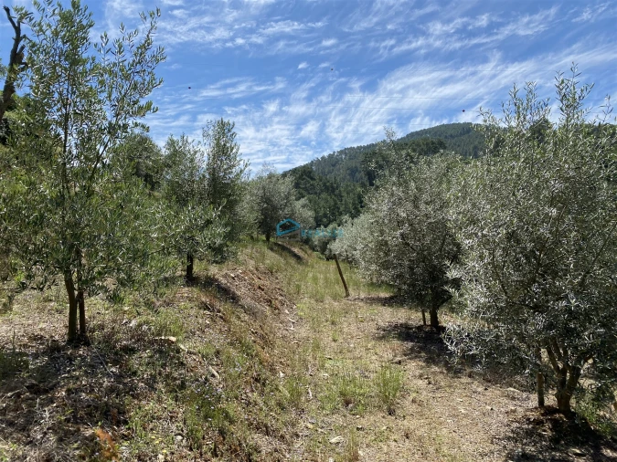Terreno Agricola ou Rústico para Venda em Andrães Foto 29
