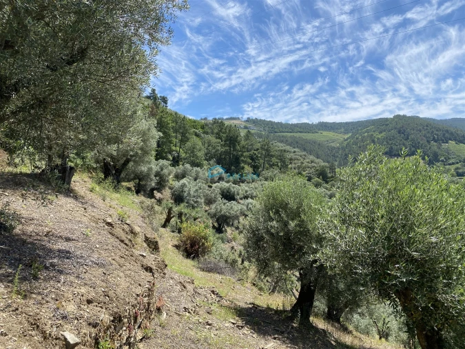 Terreno Agricola ou Rústico para Venda em Andrães Foto 59