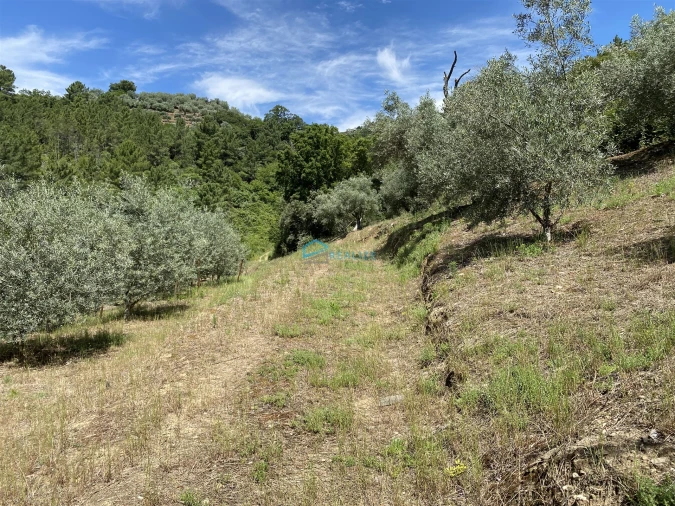 Terreno Agricola ou Rústico para Venda em Andrães Foto 58