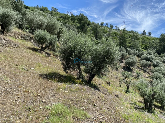 Terreno Agricola ou Rústico para Venda em Andrães Foto 44