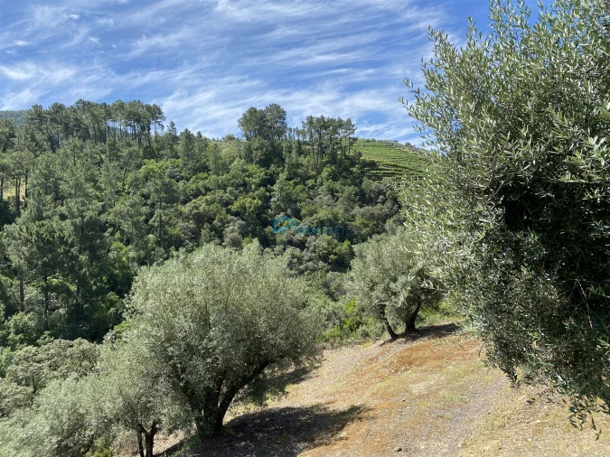 Terreno Agricola ou Rústico para Venda em Andrães Foto 48