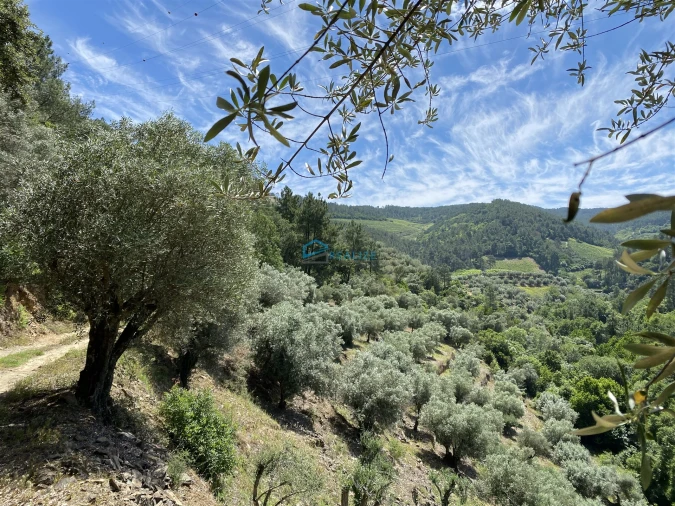 Terreno Agricola ou Rústico para Venda em Andrães Foto 63
