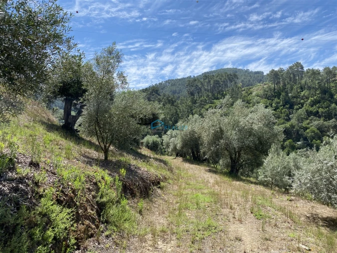 Terreno Agricola ou Rústico para Venda em Andrães Foto 20