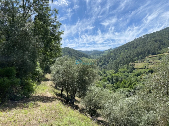 Terreno Agricola ou Rústico para Venda em Andrães Foto 67