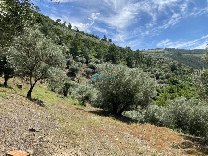 Terreno Agricola ou Rústico para Venda em Andrães Foto 37