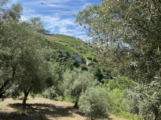 Terreno Agricola ou Rústico para Venda em Andrães Foto 57