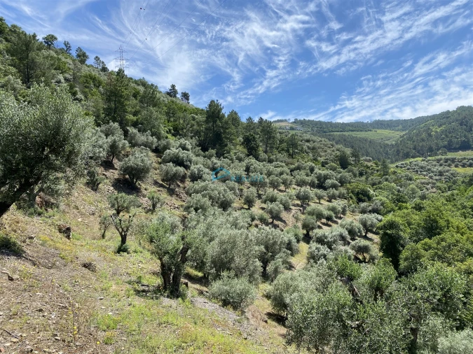 Terreno Agricola ou Rústico para Venda em Andrães Foto 45