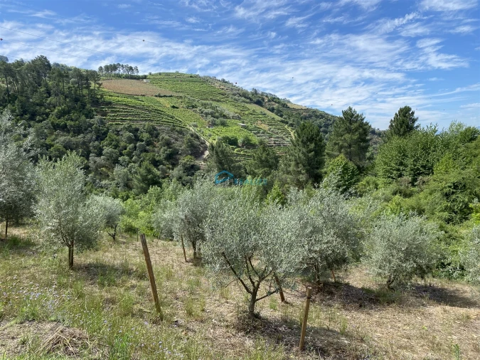 Terreno Agricola ou Rústico para Venda em Andrães Foto 7