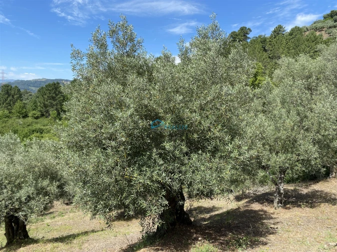 Terreno Agricola ou Rústico para Venda em Andrães Foto 17