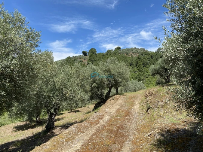 Terreno Agricola ou Rústico para Venda em Andrães Foto 36