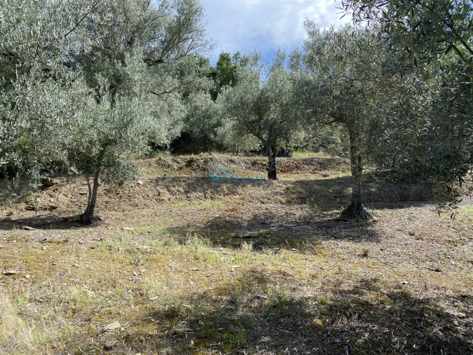 Terreno Agricola ou Rústico para Venda em Andrães Foto 13