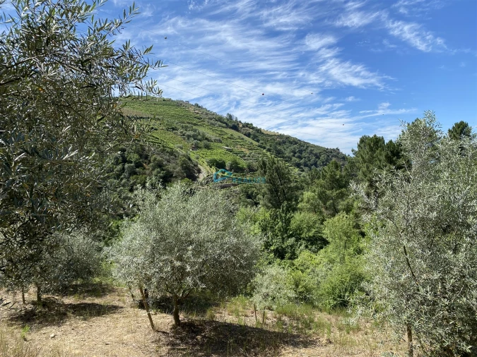 Terreno Agricola ou Rústico para Venda em Andrães Foto 26