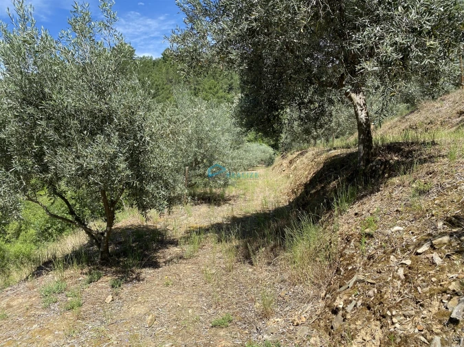 Terreno Agricola ou Rústico para Venda em Andrães Foto 33
