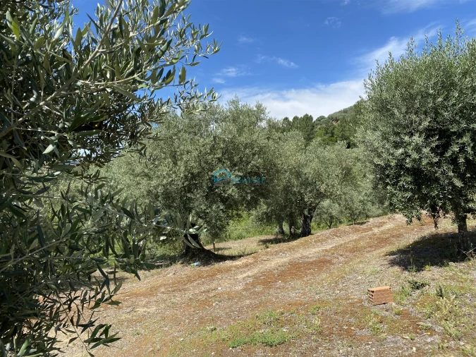Terreno Agricola ou Rústico para Venda em Andrães Foto 53