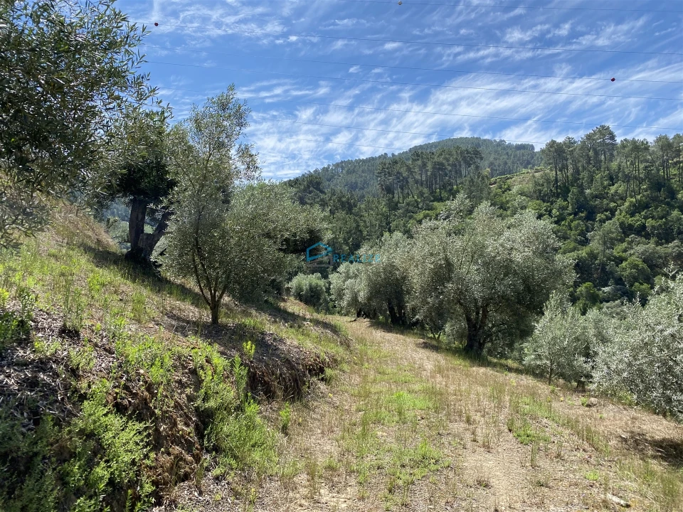 Terreno Agricola ou Rústico para Venda em Andrães Foto 20