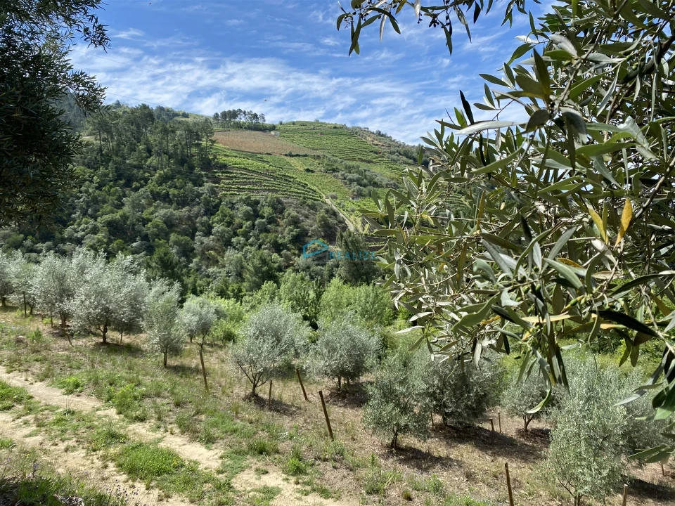 Terreno Agricola ou Rústico para Venda em Andrães Foto 11