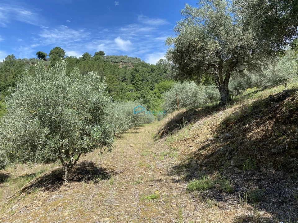 Terreno Agricola ou Rústico para Venda em Andrães Foto 31