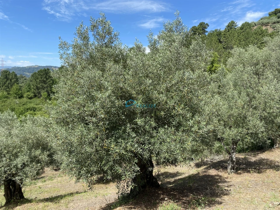 Terreno Agricola ou Rústico para Venda em Andrães Foto 17