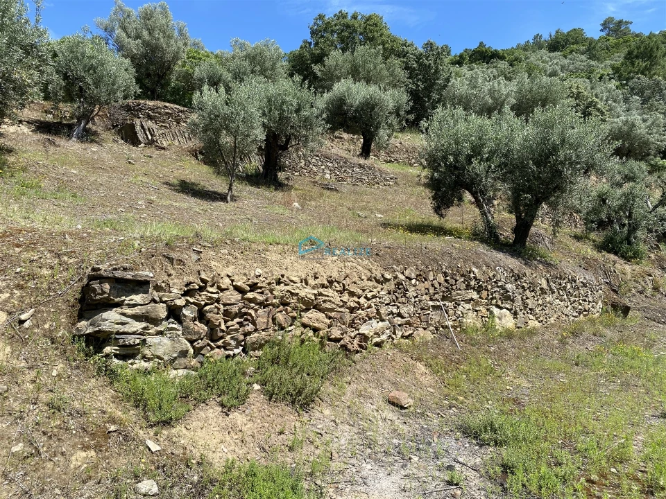 Terreno Agricola ou Rústico para Venda em Andrães Foto 42
