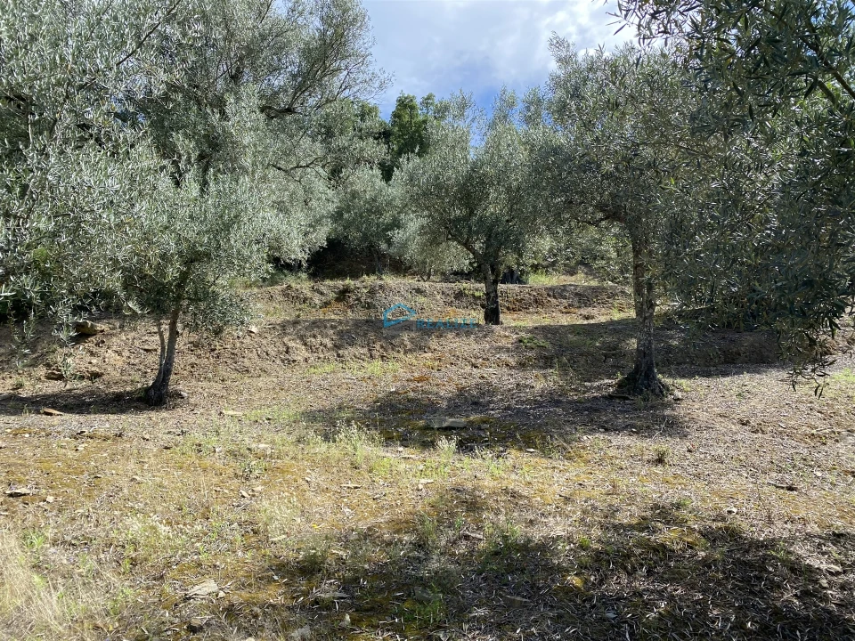 Terreno Agricola ou Rústico para Venda em Andrães Foto 13