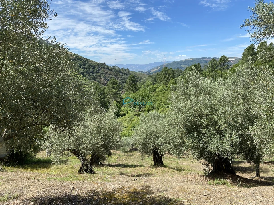 Terreno Agricola ou Rústico para Venda em Andrães Foto 16