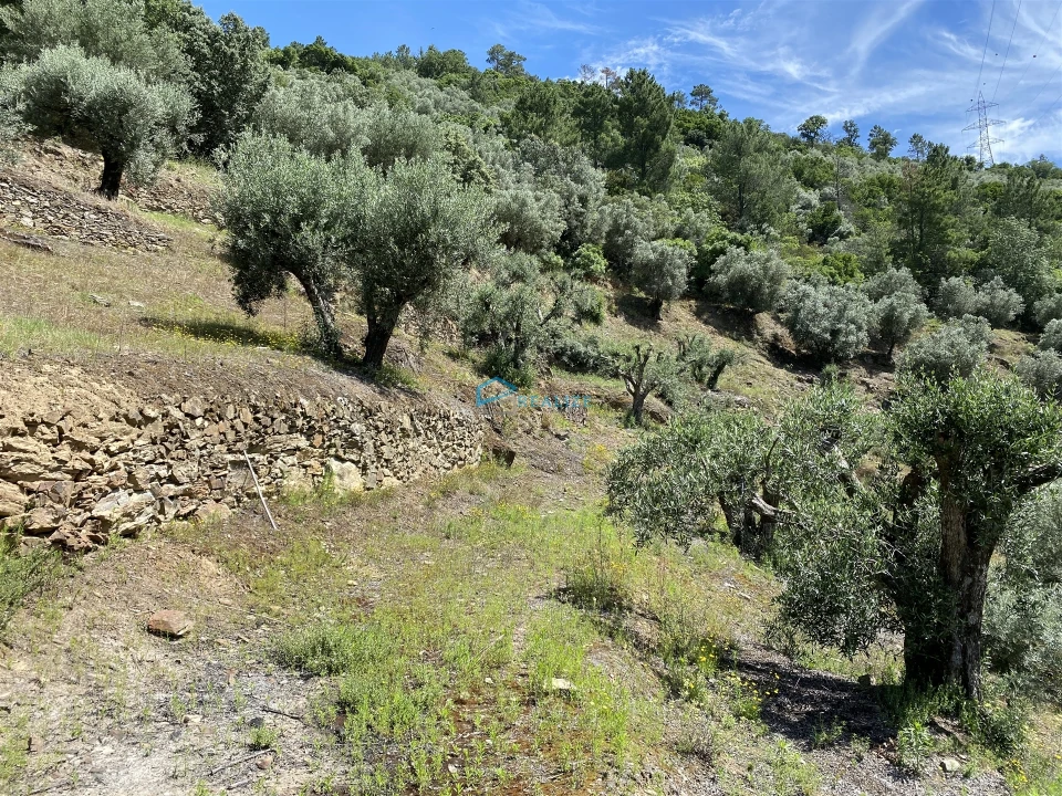 Terreno Agricola ou Rústico para Venda em Andrães Foto 41
