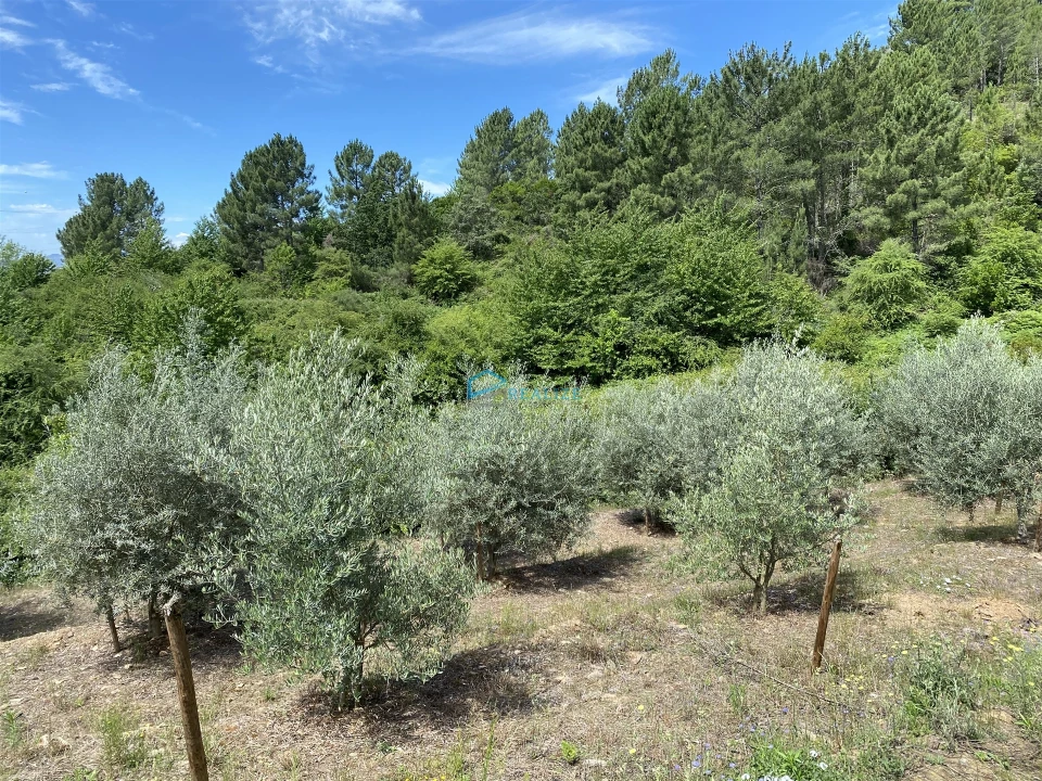 Terreno Agricola ou Rústico para Venda em Andrães Foto 6