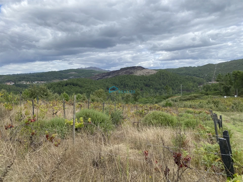 Terreno para Venda em Parada de Pinhão Foto 1