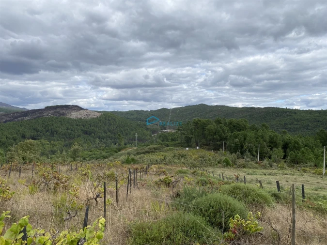 Terreno para Venda em Parada de Pinhão Foto 2