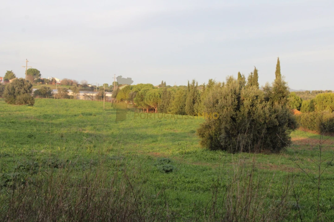 Terreno para Venda em Madalena e Beselga Foto 6