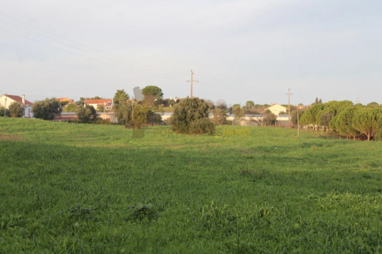 Terreno para Venda em Madalena e Beselga Foto 5