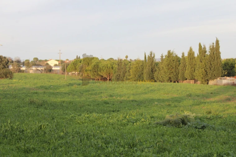 Terreno para Venda em Madalena e Beselga Foto 4