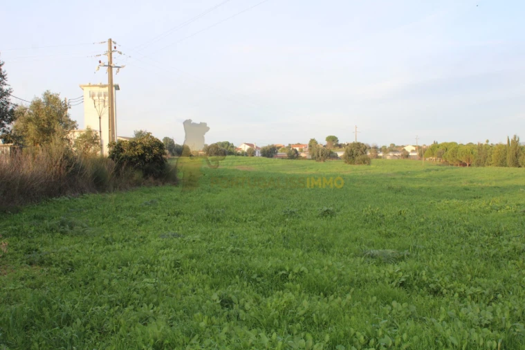 Terreno para Venda em Madalena e Beselga Foto 9