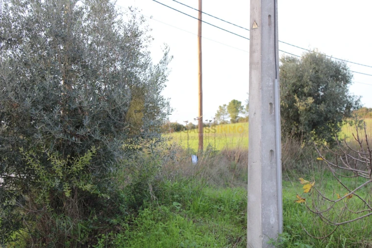Terreno para Venda em Madalena e Beselga Foto 18