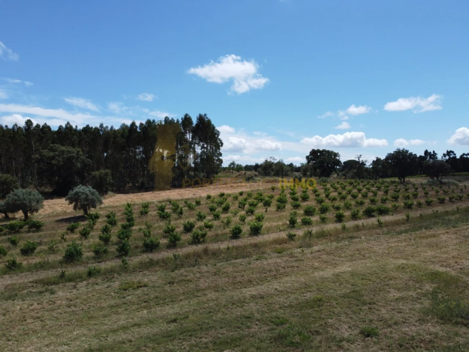 Quinta T1 para Venda em Madalena e Beselga Foto 21