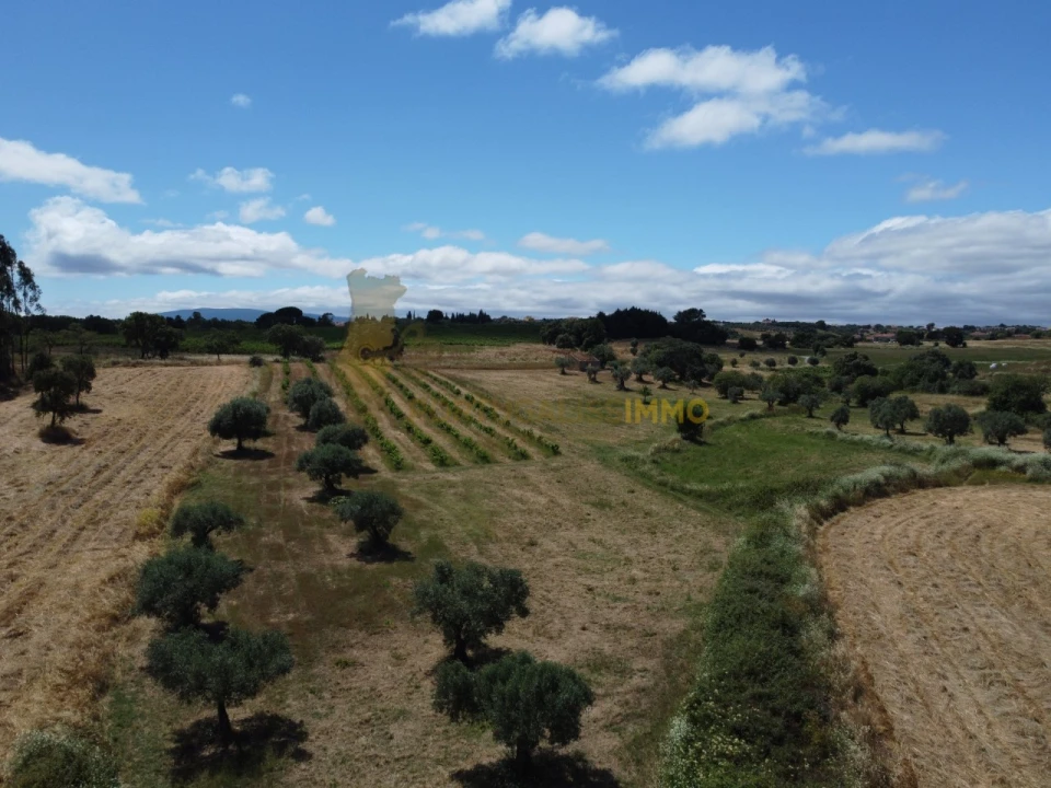 Quinta T1 para Venda em Madalena e Beselga Foto 50