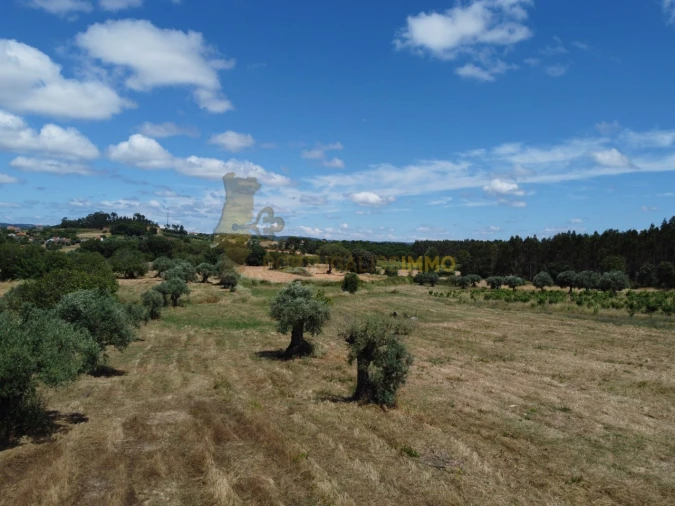 Quinta T1 para Venda em Madalena e Beselga Foto 16