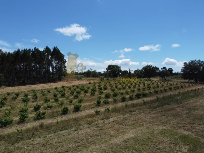 Quinta T1 para Venda em Madalena e Beselga Foto 20