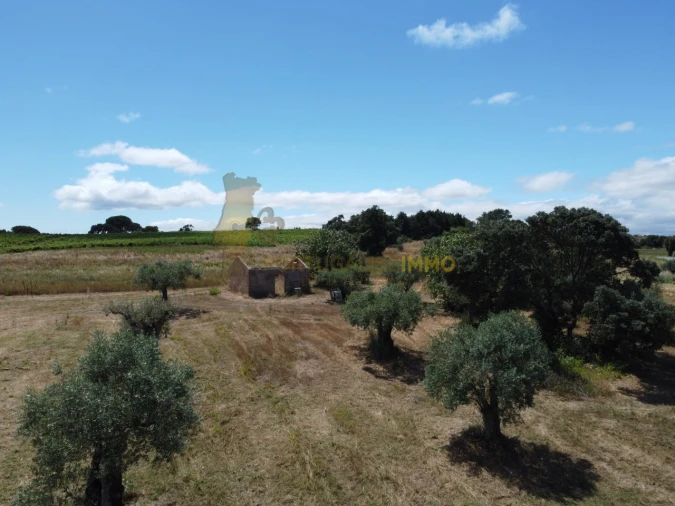 Quinta T1 para Venda em Madalena e Beselga Foto 23