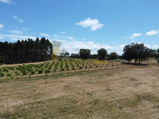 Quinta T1 para Venda em Madalena e Beselga Foto 24