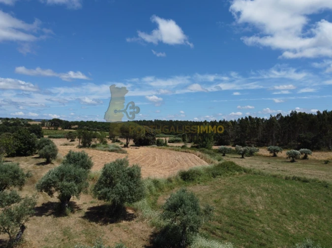 Quinta T1 para Venda em Madalena e Beselga Foto 29