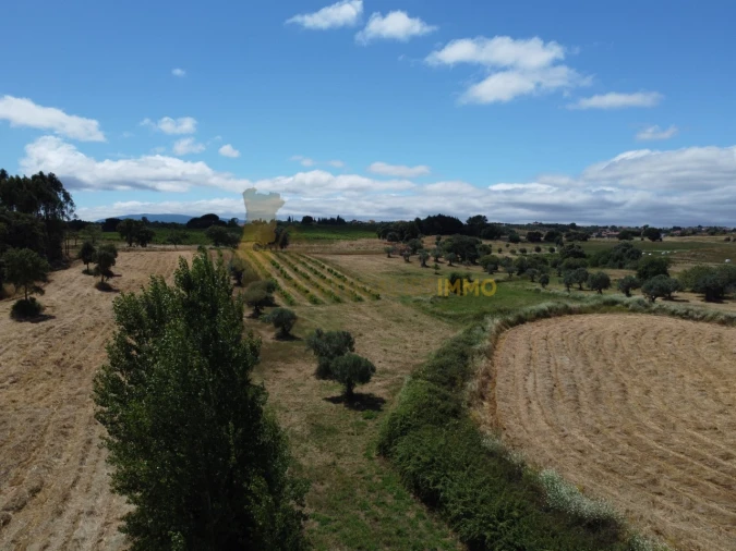 Quinta T1 para Venda em Madalena e Beselga Foto 49