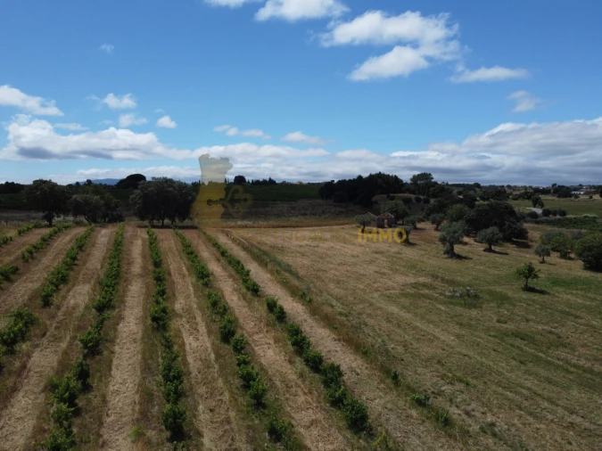 Quinta T1 para Venda em Madalena e Beselga Foto 52