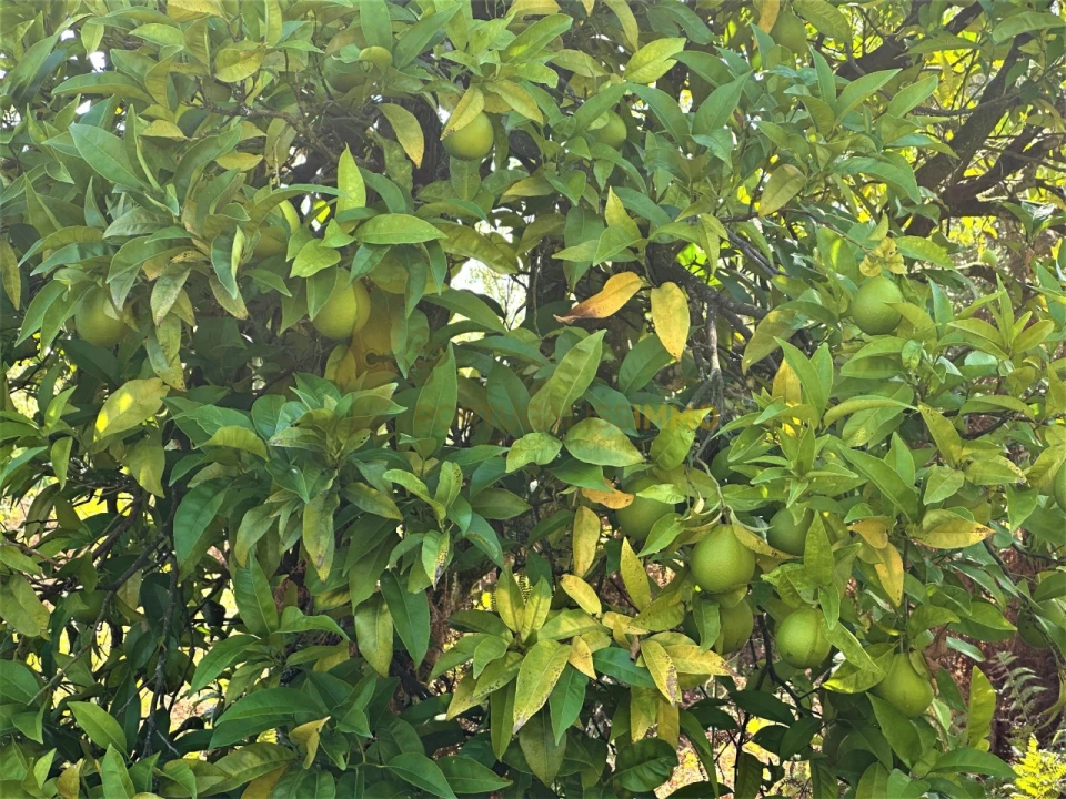 Terreno para Venda em Beco Foto 26