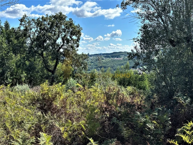 Terreno para Venda em Beco Foto 32